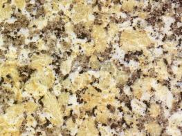 黃玫瑰（金秋黃）