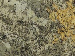 納米比亞金綠網