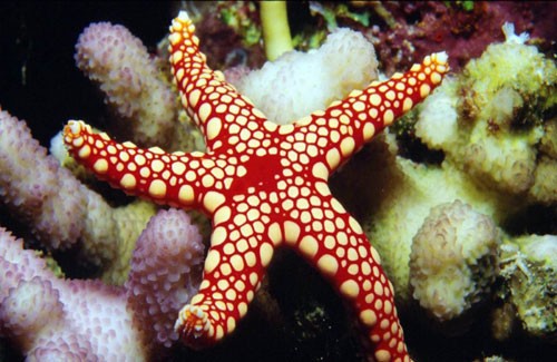 意大利特洛佩阿海星廣場4