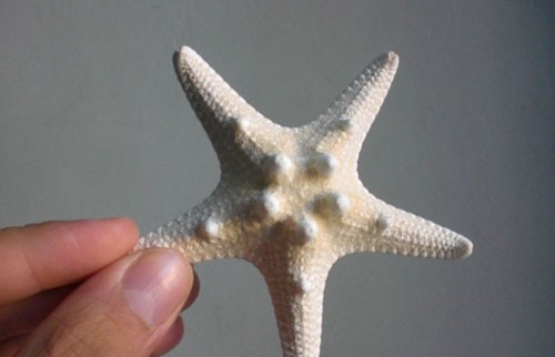 意大利特洛佩阿海星廣場9