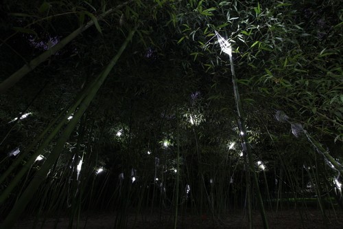 王振飛，王鹿鳴設計“樹精靈”2