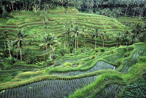 德戈拉朗 (Tegallalang)梯田
