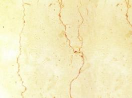 鵝紋石（紅線米黃）