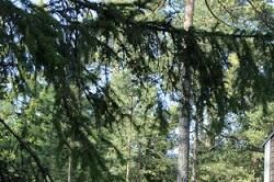 芬蘭山間小屋設(shè)計